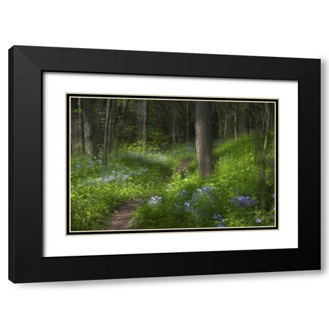PA, Cedar Creek Trail through flowers and trees Black Modern Wood Framed Art Print with Double Matting by Rotenberg, Nancy