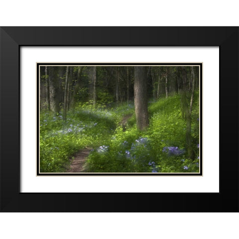 PA, Cedar Creek Trail through flowers and trees Black Modern Wood Framed Art Print with Double Matting by Rotenberg, Nancy