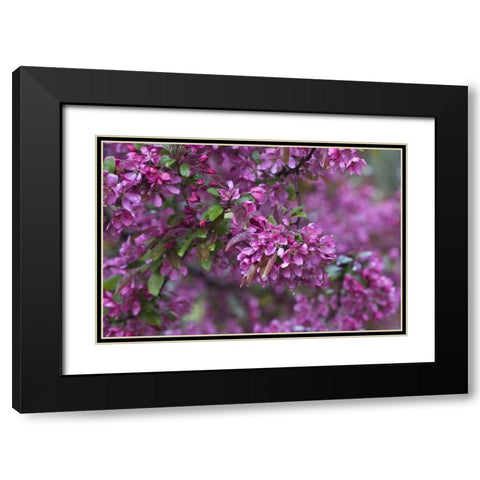 USA, Pennsylvania Cherry blossom tree in bloom Black Modern Wood Framed Art Print with Double Matting by Rotenberg, Nancy