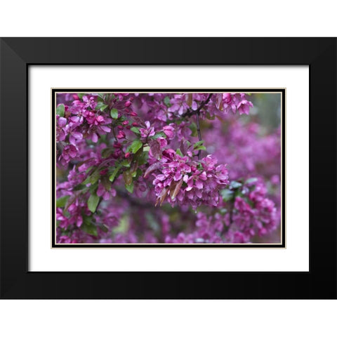 USA, Pennsylvania Cherry blossom tree in bloom Black Modern Wood Framed Art Print with Double Matting by Rotenberg, Nancy