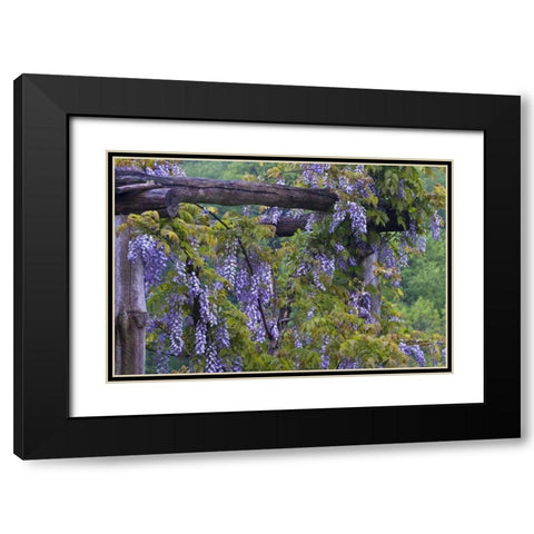 PA, Purple wisteria flowers on wooden trellis Black Modern Wood Framed Art Print with Double Matting by Rotenberg, Nancy