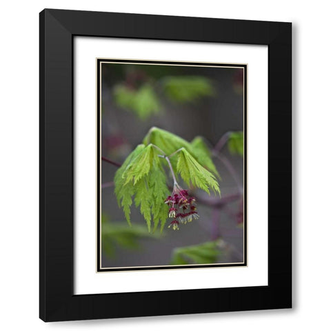 Pennsylvania Maple leaf opening in springtime Black Modern Wood Framed Art Print with Double Matting by Rotenberg, Nancy