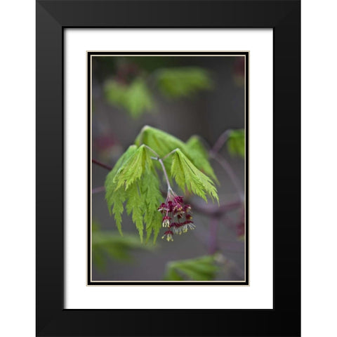 Pennsylvania Maple leaf opening in springtime Black Modern Wood Framed Art Print with Double Matting by Rotenberg, Nancy
