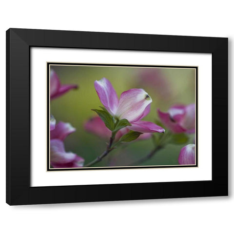 Pennsylvania Dogwood blossom in springtime Black Modern Wood Framed Art Print with Double Matting by Rotenberg, Nancy
