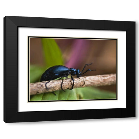 PA, Spring beetle crawling on limb with trillium Black Modern Wood Framed Art Print with Double Matting by Rotenberg, Nancy