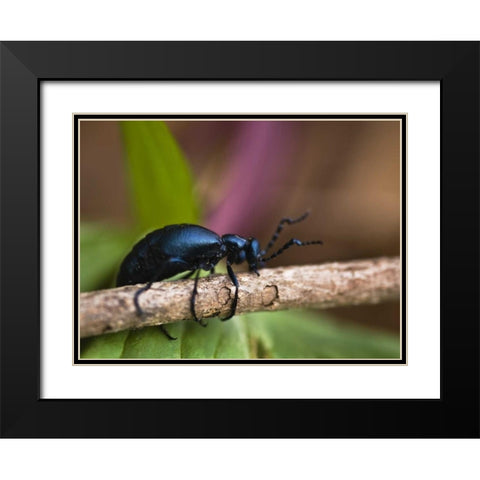 PA, Spring beetle crawling on limb with trillium Black Modern Wood Framed Art Print with Double Matting by Rotenberg, Nancy