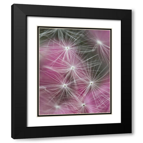 Dandelion seeds with feathery tentacles Black Modern Wood Framed Art Print with Double Matting by Rotenberg, Nancy
