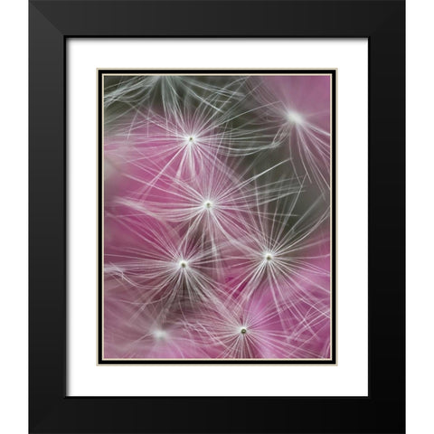 Dandelion seeds with feathery tentacles Black Modern Wood Framed Art Print with Double Matting by Rotenberg, Nancy