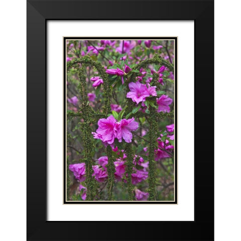 Georgia Azaleas on a garden fence Black Modern Wood Framed Art Print with Double Matting by Rotenberg, Nancy