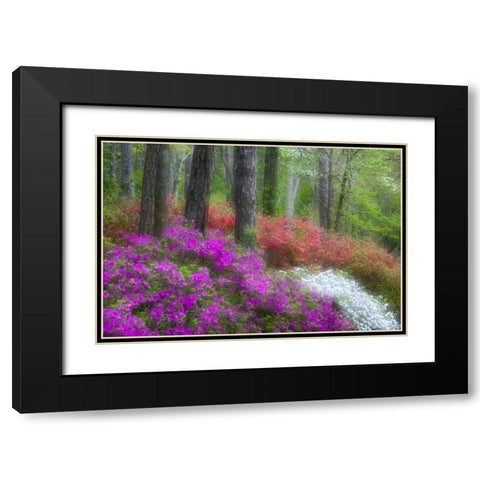 GA, Impressionistic trees and flowering bushes Black Modern Wood Framed Art Print with Double Matting by Rotenberg, Nancy