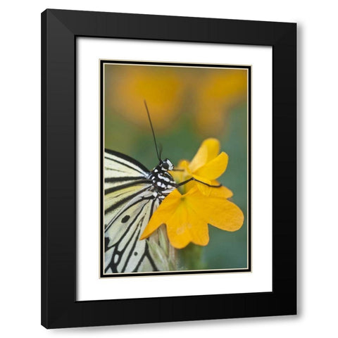 GA Paper kite butterfly on flower Black Modern Wood Framed Art Print with Double Matting by Rotenberg, Nancy