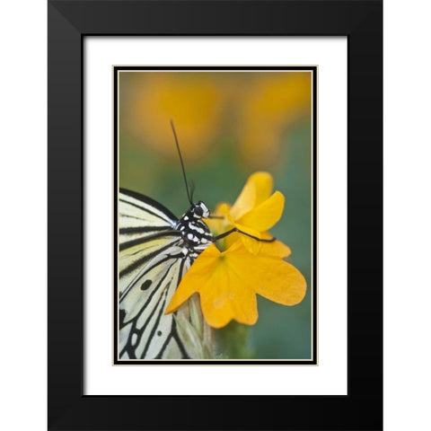 GA Paper kite butterfly on flower Black Modern Wood Framed Art Print with Double Matting by Rotenberg, Nancy
