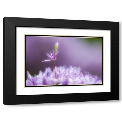 USA, Pennsylvania Close-up of alium flowers Black Modern Wood Framed Art Print with Double Matting by Rotenberg, Nancy
