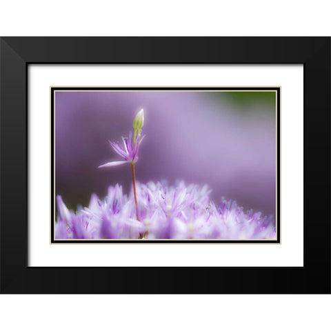 USA, Pennsylvania Close-up of alium flowers Black Modern Wood Framed Art Print with Double Matting by Rotenberg, Nancy