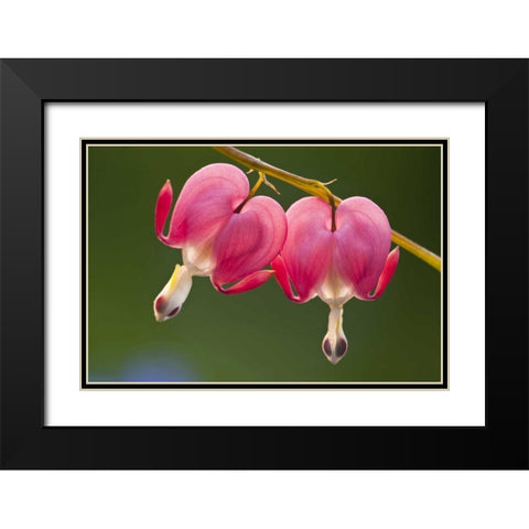 Pennsylvania Two bleeding heart flowers Black Modern Wood Framed Art Print with Double Matting by Rotenberg, Nancy