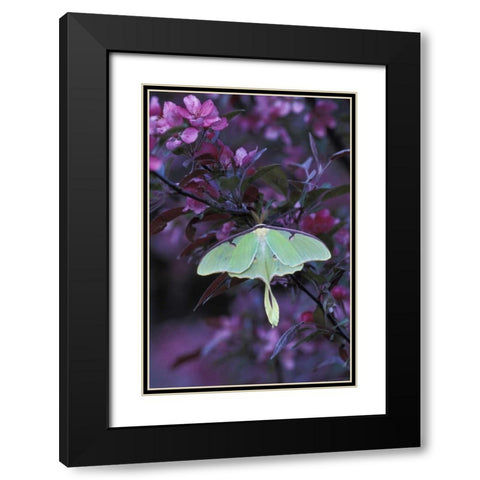 USA, Pennsylvania Luna moth on crabapple tree Black Modern Wood Framed Art Print with Double Matting by Rotenberg, Nancy