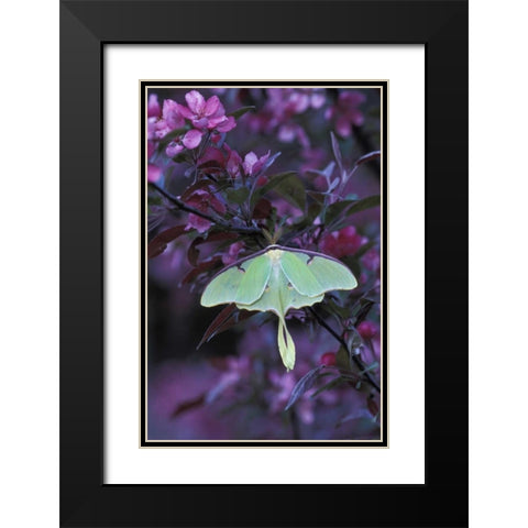 USA, Pennsylvania Luna moth on crabapple tree Black Modern Wood Framed Art Print with Double Matting by Rotenberg, Nancy