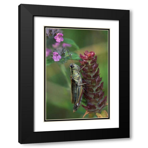 Pennsylvania Close-up of grasshopper on plant Black Modern Wood Framed Art Print with Double Matting by Rotenberg, Nancy