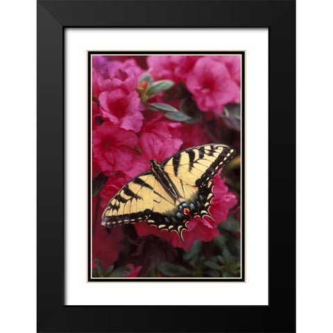Pennsylvania Swallowtail butterfly on azalea Black Modern Wood Framed Art Print with Double Matting by Rotenberg, Nancy