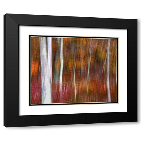 PA, Delaware Water Gap NRA Abstract of trees Black Modern Wood Framed Art Print with Double Matting by OBrien, Jay