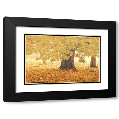 PA, Valley Forge NP Sunrise on trees in Autumn Black Modern Wood Framed Art Print with Double Matting by OBrien, Jay