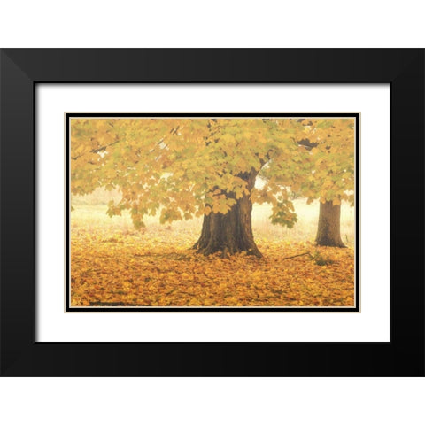 PA, Valley Forge NP Sunrise on trees in Autumn Black Modern Wood Framed Art Print with Double Matting by OBrien, Jay