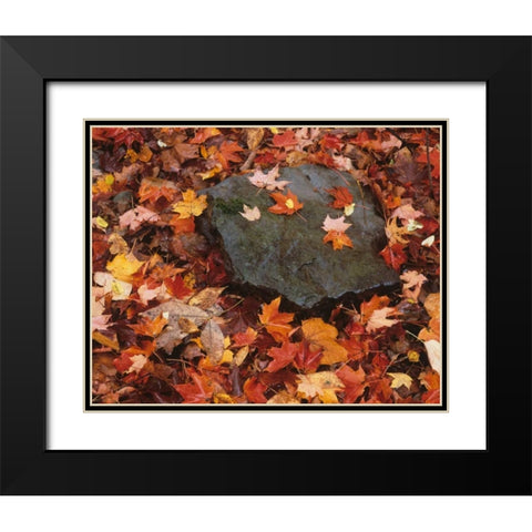 Pennsylvania Forest floor in Worlds End SP Black Modern Wood Framed Art Print with Double Matting by Flaherty, Dennis