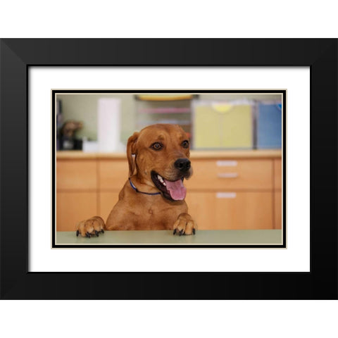 USA, Pennsylvania, Erie Humane Society dog Black Modern Wood Framed Art Print with Double Matting by Anon, Ellen