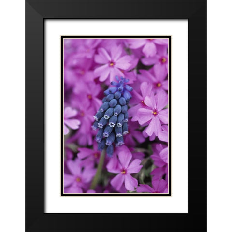 PA, Grape hyacinth and phlox flowers in garden Black Modern Wood Framed Art Print with Double Matting by Rotenberg, Nancy