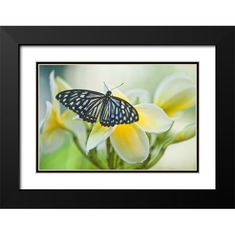 Pennsylvania Swallowtail butterfly on flower Black Modern Wood Framed Art Print with Double Matting by Rotenberg, Nancy