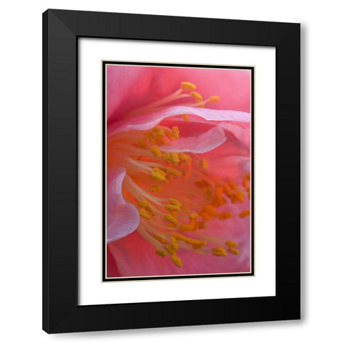 USA, Pennsylvania Camellia blossom close-up Black Modern Wood Framed Art Print with Double Matting by Rotenberg, Nancy