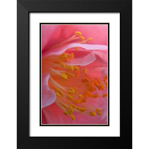 USA, Pennsylvania Camellia blossom close-up Black Modern Wood Framed Art Print with Double Matting by Rotenberg, Nancy
