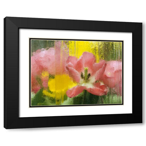 PA, Abstract tulip impression through glass Black Modern Wood Framed Art Print with Double Matting by Rotenberg, Nancy