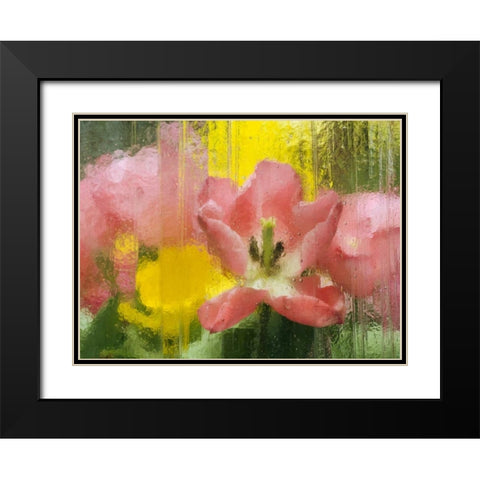 PA, Abstract tulip impression through glass Black Modern Wood Framed Art Print with Double Matting by Rotenberg, Nancy