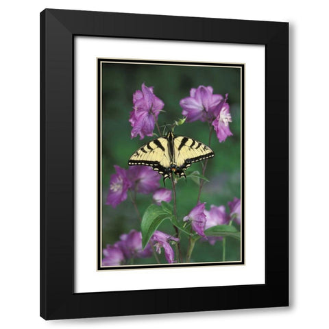 Pennsylvania Tiger swallowtail on flower Black Modern Wood Framed Art Print with Double Matting by Rotenberg, Nancy