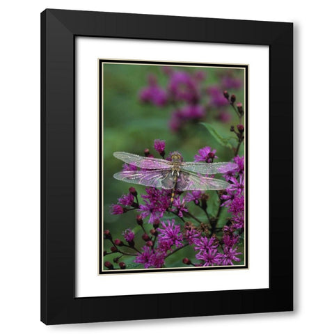 USA, Pennsylvania Dragonfly on Joe-Pye weed Black Modern Wood Framed Art Print with Double Matting by Rotenberg, Nancy
