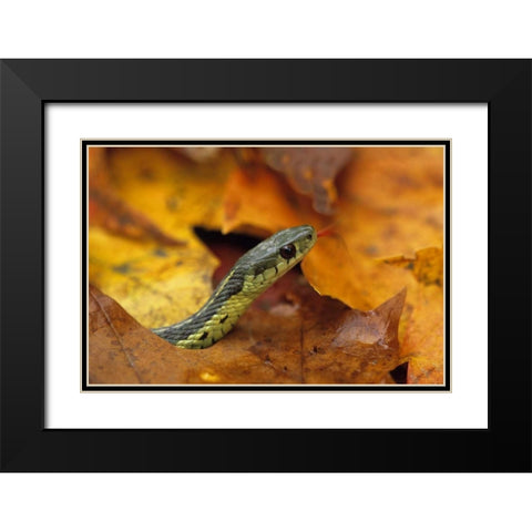 Pennsylvania Garter snake in autumn Black Modern Wood Framed Art Print with Double Matting by Rotenberg, Nancy