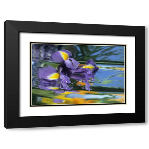 Pennsylvania Iris on mylar reflective surface Black Modern Wood Framed Art Print with Double Matting by Rotenberg, Nancy