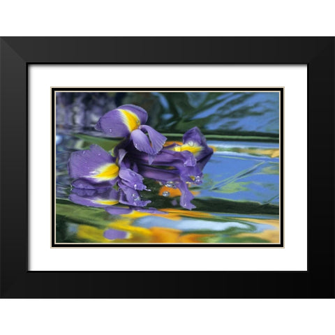 Pennsylvania Iris on mylar reflective surface Black Modern Wood Framed Art Print with Double Matting by Rotenberg, Nancy