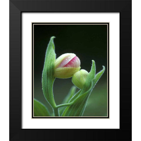 USA, Pennsylvania Close-up of flower bud opening Black Modern Wood Framed Art Print with Double Matting by Rotenberg, Nancy
