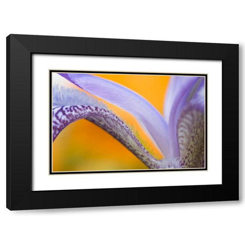 USA, Pennsylvania Detail of iris flower pattern Black Modern Wood Framed Art Print with Double Matting by Rotenberg, Nancy