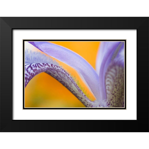USA, Pennsylvania Detail of iris flower pattern Black Modern Wood Framed Art Print with Double Matting by Rotenberg, Nancy