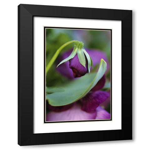 USA, Pennsylvania Flower bud opening in spring Black Modern Wood Framed Art Print with Double Matting by Rotenberg, Nancy