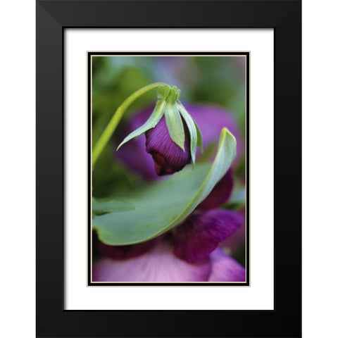 USA, Pennsylvania Flower bud opening in spring Black Modern Wood Framed Art Print with Double Matting by Rotenberg, Nancy