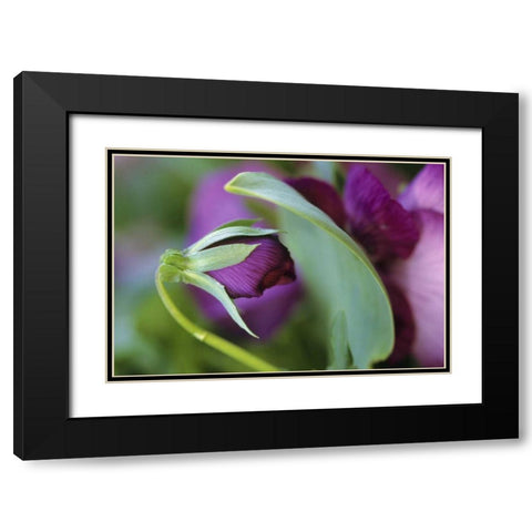 USA, Pennsylvania Flower bud opening in spring Black Modern Wood Framed Art Print with Double Matting by Rotenberg, Nancy