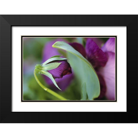 USA, Pennsylvania Flower bud opening in spring Black Modern Wood Framed Art Print with Double Matting by Rotenberg, Nancy