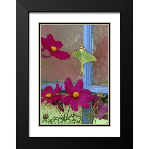 PA, Luna moth on old window with cosmos flowers Black Modern Wood Framed Art Print with Double Matting by Rotenberg, Nancy