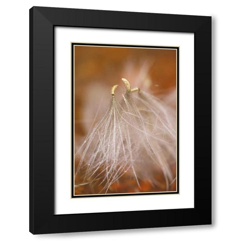 Pennsylvania Close-up of dandelion seedheads Black Modern Wood Framed Art Print with Double Matting by Rotenberg, Nancy