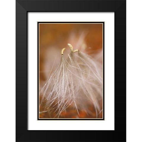 Pennsylvania Close-up of dandelion seedheads Black Modern Wood Framed Art Print with Double Matting by Rotenberg, Nancy
