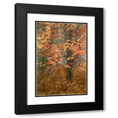 USA, Pennsylvania Sunlight on autumn leaves Black Modern Wood Framed Art Print with Double Matting by Rotenberg, Nancy